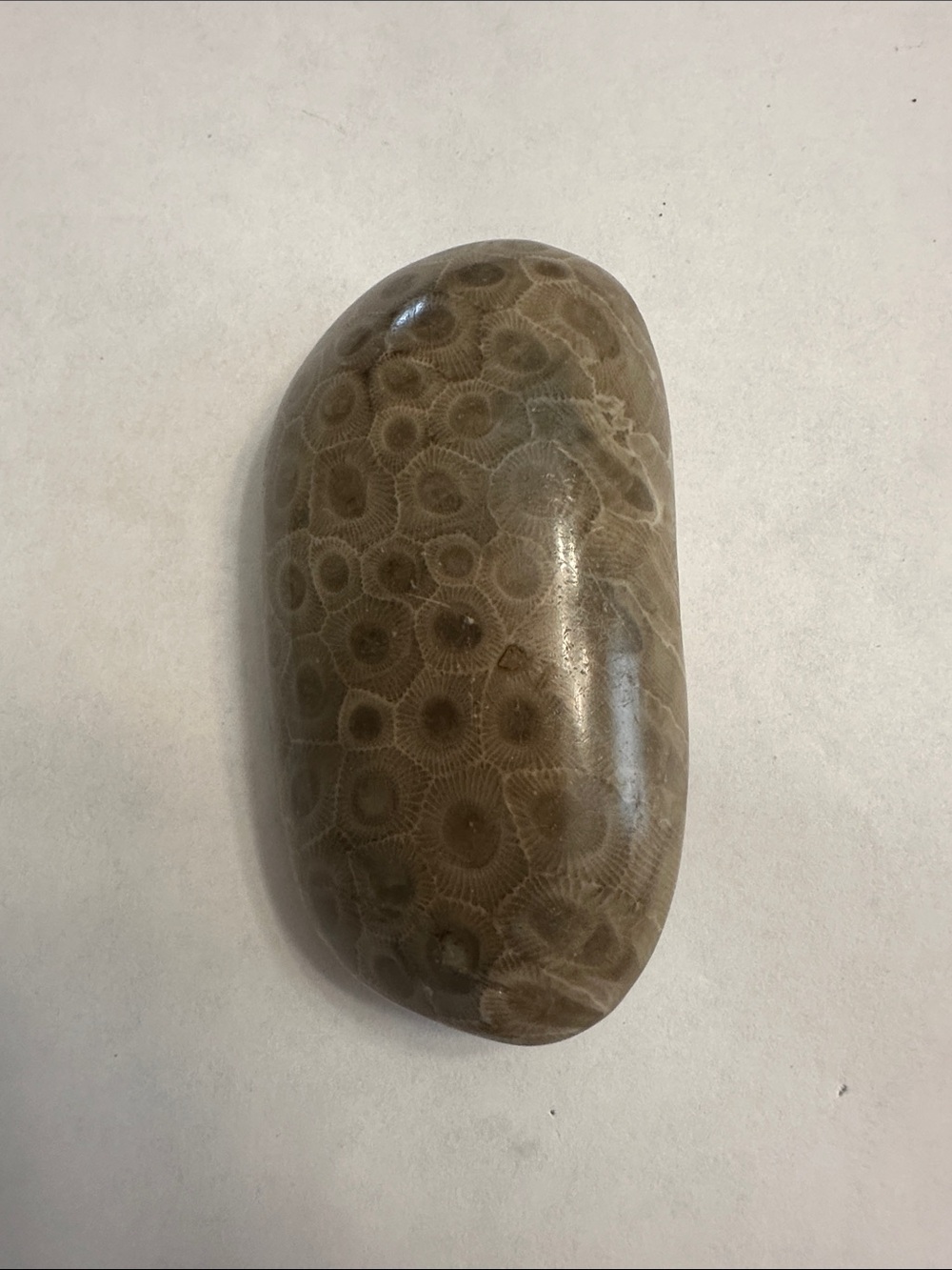 Polished Brown Pet Reptile Smooth Stone Ornament